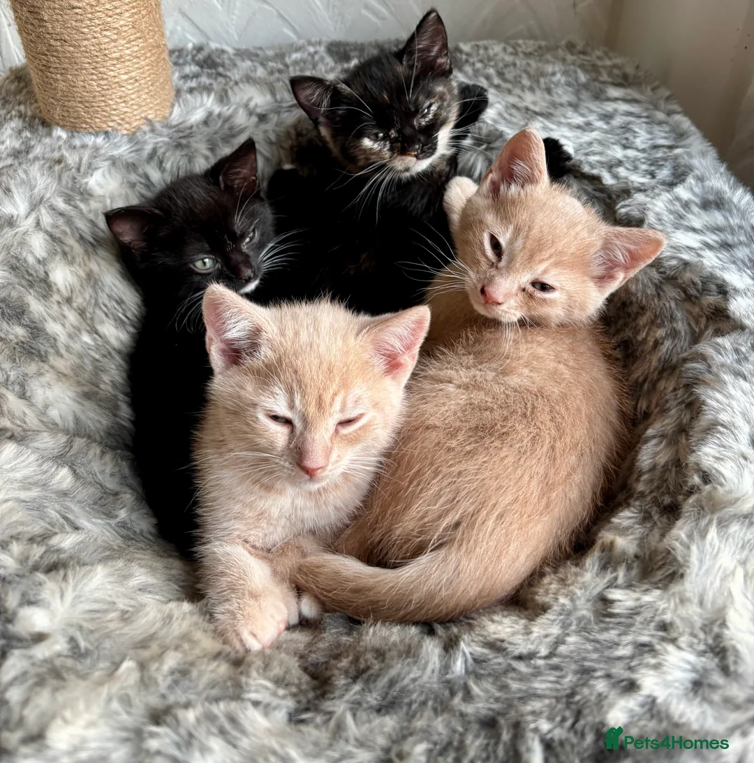 Mixed Breed cats for sale: 4 Beautiful Babies 🩵💞 - Advert 1