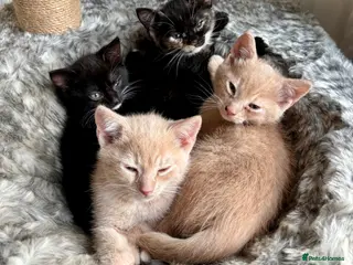 Mixed Breed cats 4 Beautiful Babies 🩵💞 - Advert 2