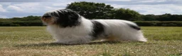 Polish Lowland Sheepdog dogs for sale: Rare Polish Lowland Sheepdog puppy girl available. - Advert 9