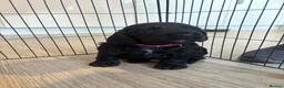 Cocker Spaniel dogs for sale: KC Registered Cocker Spaniel Puppies  - Advert 5