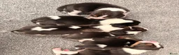 Beagle dogs for sale: Kc Reg Beagle Pups  - Advert 2