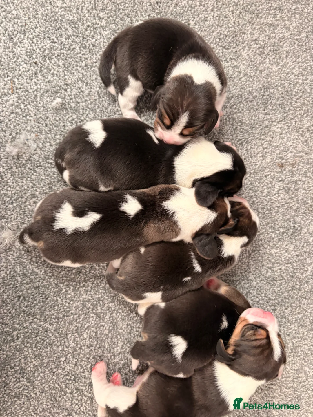 Beagle dogs for sale: Kc Reg Beagle Pups  - Advert 2