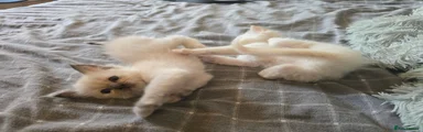 Ragdoll 6