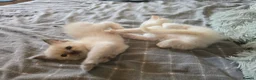 Ragdoll cats for sale: 🐾 Beautiful Ragdoll Kittens – 7 Available 🐾 - Advert 18
