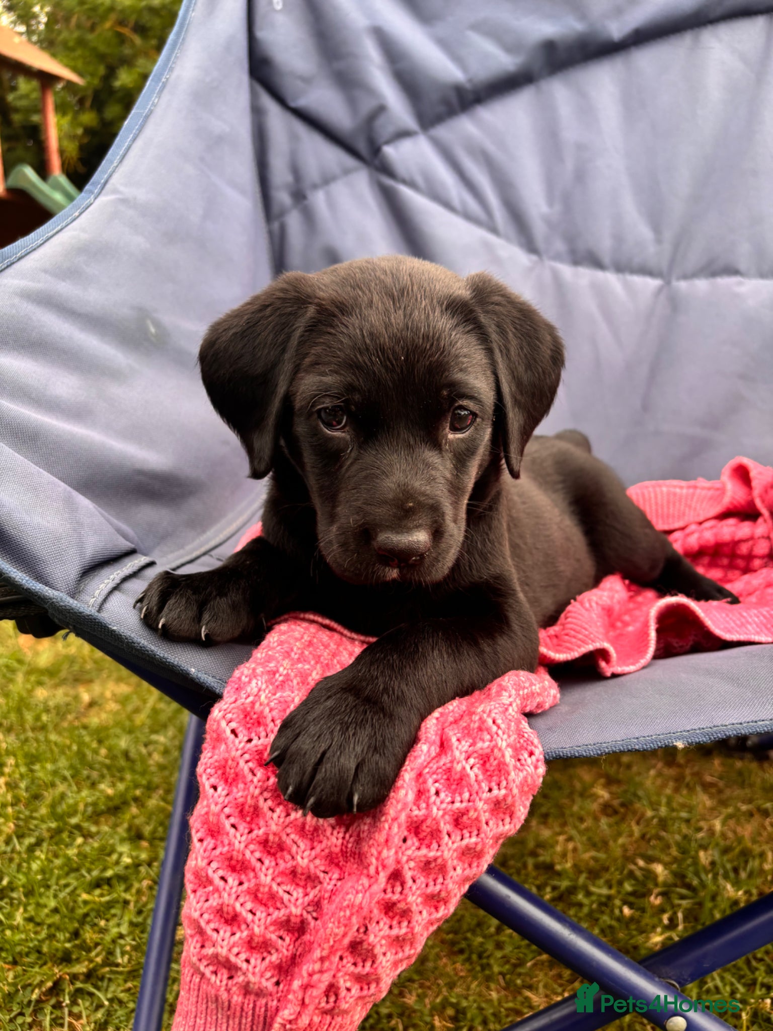 Labrador Retriever dogs for sale: 8 beautiful Black Labrador puppies for sale  - Advert 18
