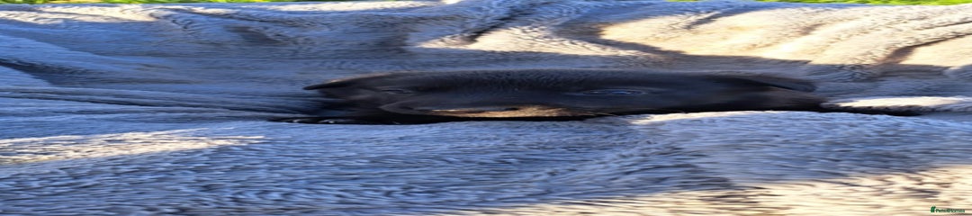 German Shepherd Puppy 7