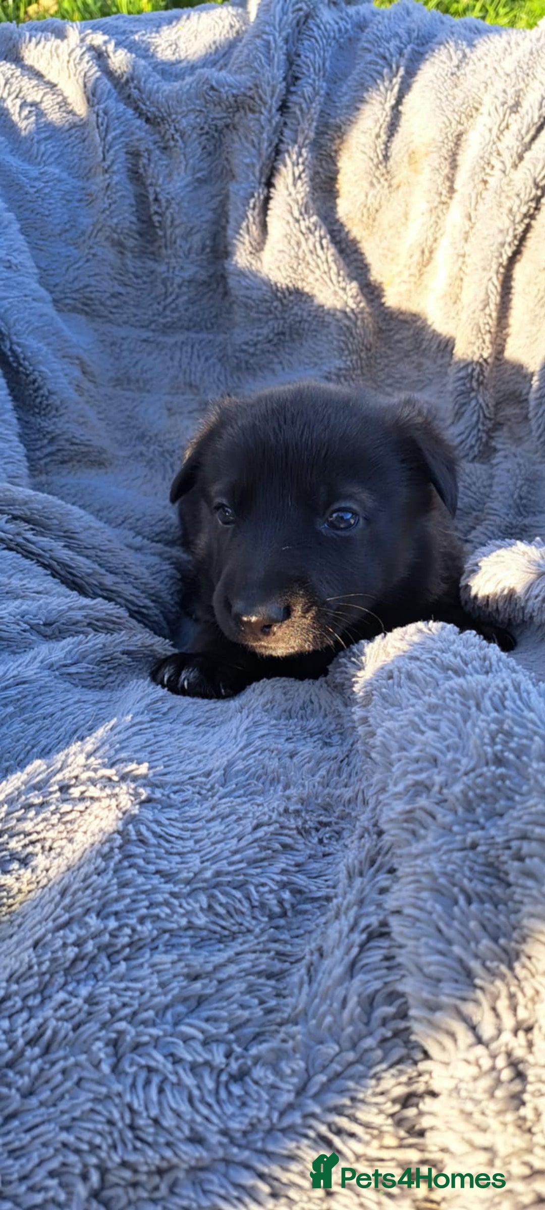 German Shepherd dogs for sale: German Shepherd poppers - Image 25