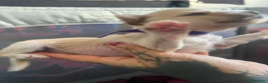 Chinese Crested 5