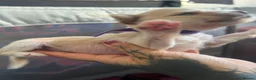 Chinese Crested dogs for sale: chinese crested puppys hairless ! :) - Advert 7