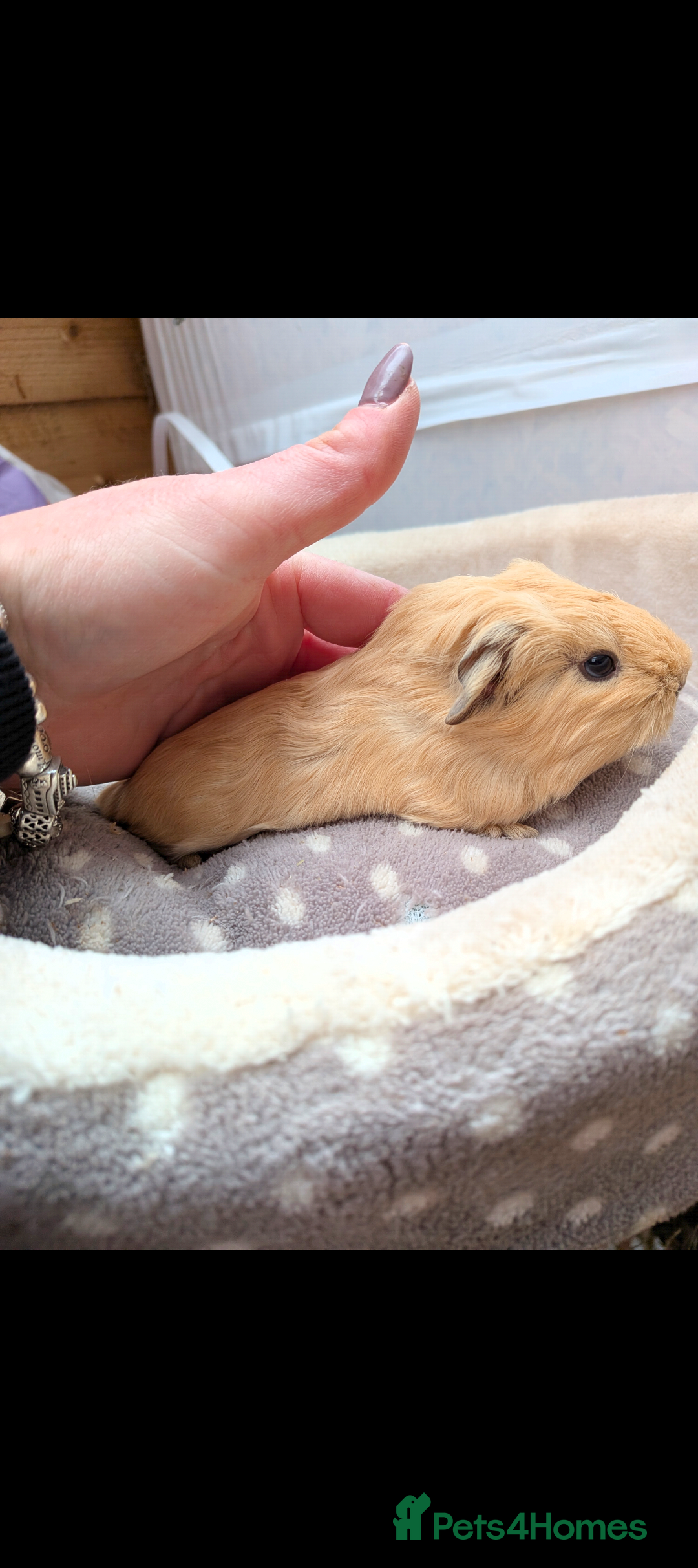 Guinea Pig rodents Baby boy guinea pig - Advert 10