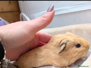 Guinea Pig rodents Baby boy guinea pig - Advert 10