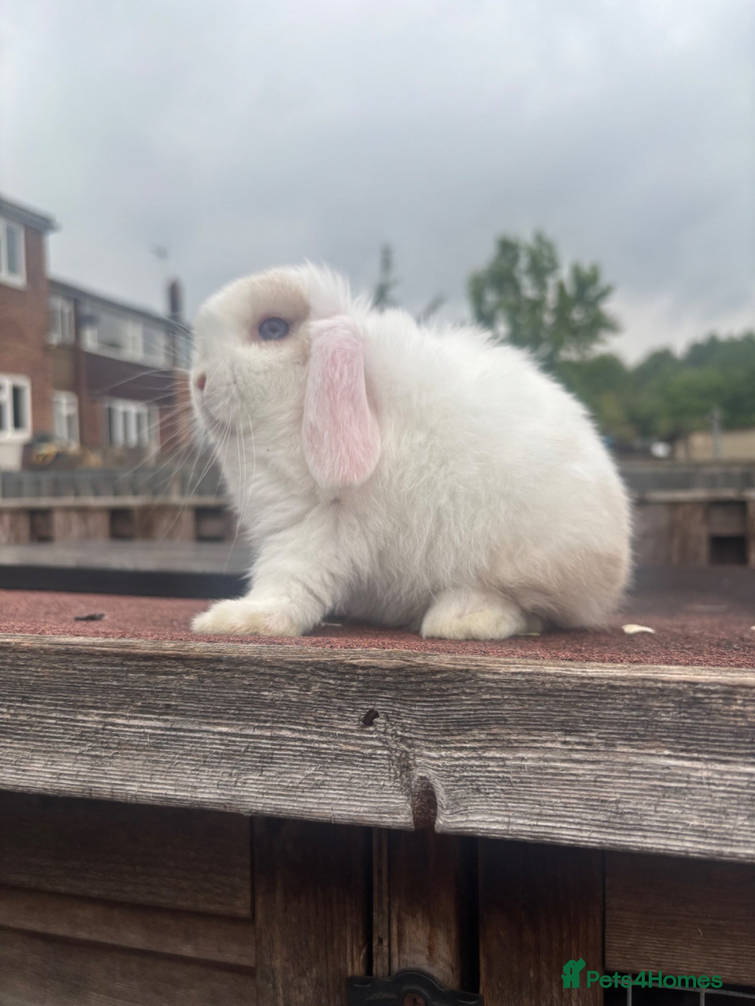 Mini Lop rabbits Mini Lop Rabbits Ready NOW - Advert 2