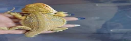 Bearded Dragon reptiles for sale: Baby bearded dragons  - Advert 4