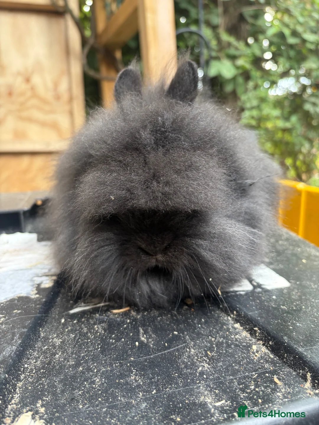 Lionhead rabbits for sale: Lion head  - Advert 8