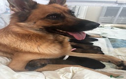German Shepherd dogs for sale: German shepherd  - Image 5