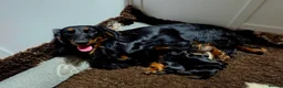 Miniature Dachshund dogs for sale: Stunning Longhaired Mini Dachshund Boys.  - Advert 12