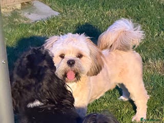Lhasa Apso dogs Kc, stud duties in Coventry - Advert 1