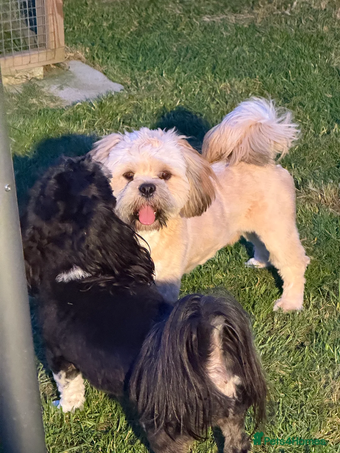 Lhasa Apso dogs for stud: Kc, proven stud  - Advert 1