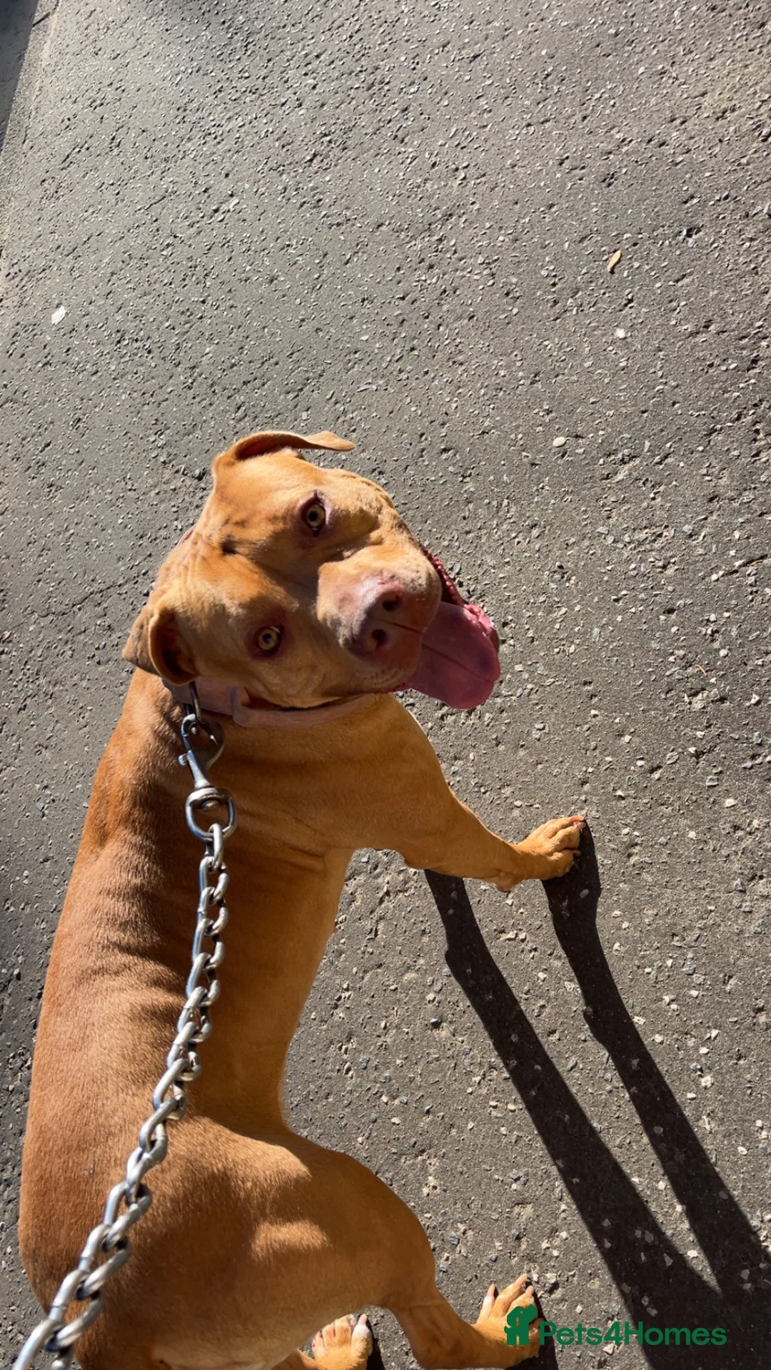 Mixed Breed dogs for sale: Bully staffy pups  - Advert 4