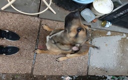 Mixed Breed dogs for sale: Male staffie cross cane corso - Image 7
