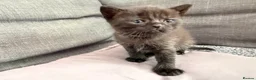 British Shorthair cats for sale: Pedigree British Shorthair Kittens – Ready May - Advert 15