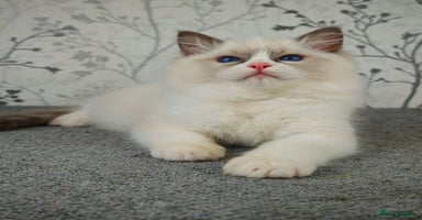 Ragdoll cats - Advert 15