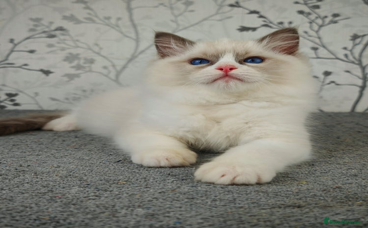 Ragdoll cats - Advert 2