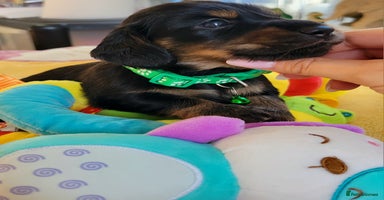 Dachshund dogs - Advert 5