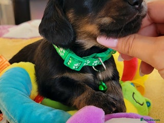 Dachshund dogs - Advert 34