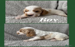 Cocker Spaniel dogs for sale: Beautiful ShowType Cocker Spaniels - Image 11