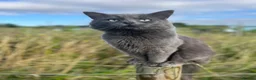 Ragdoll cats for sale: 2 beautiful ragdolls ready for their forever home - Advert 34