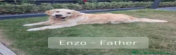Golden Retriever dogs for sale: KC Golden Retrievers 🧬 Health Tested Parents - Advert 11