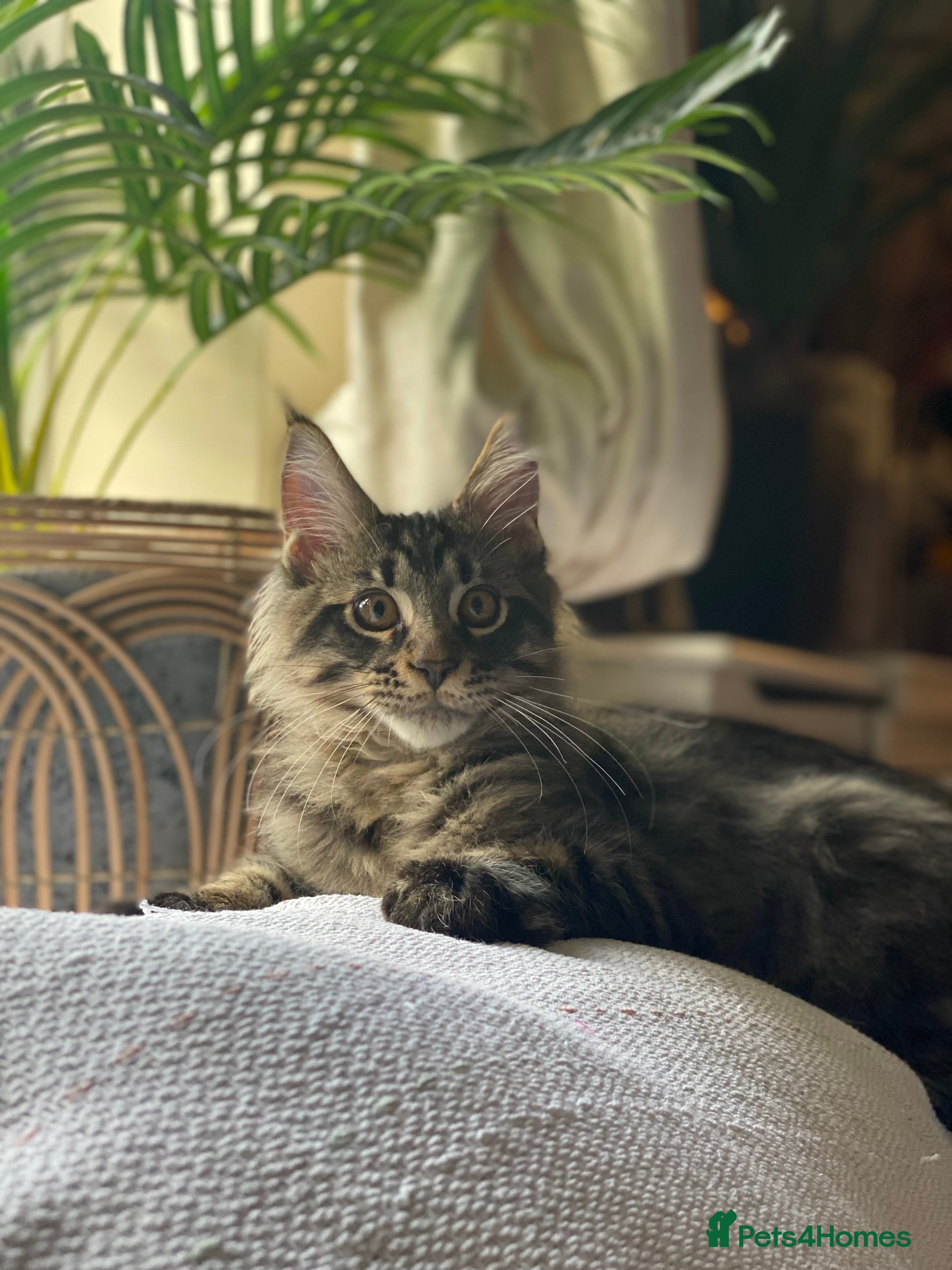 Maine Coon cats PEDIGREE Maine coon kittens - Advert 17