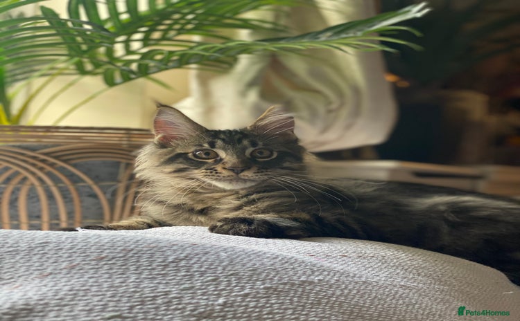 Maine Coon cats PEDIGREE Maine coon kittens - Advert 4