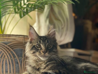 Maine Coon cats PEDIGREE Maine coon kittens - Advert 6