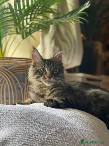 Maine Coon cats PEDIGREE Maine coon kittens - Advert 4