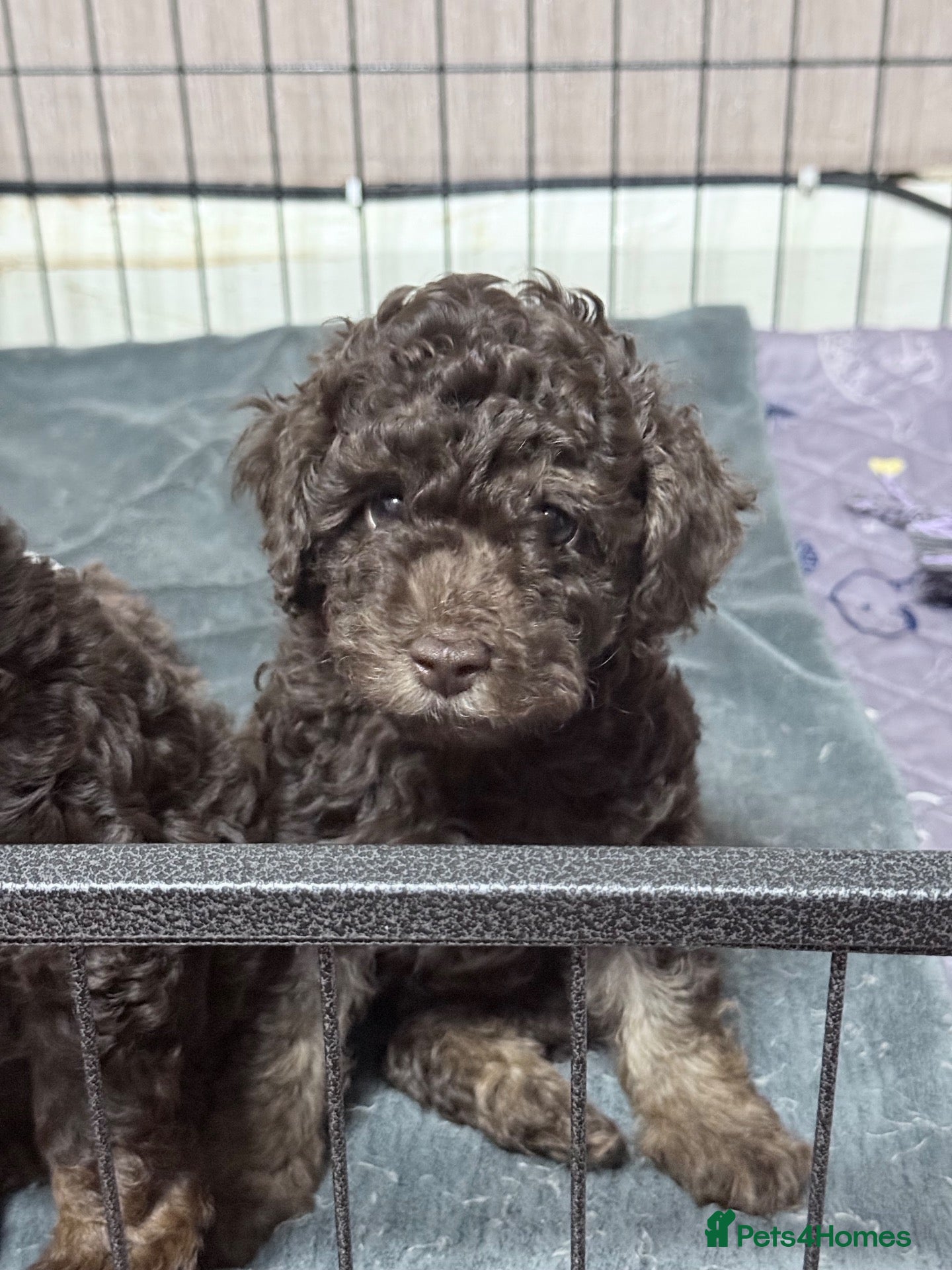 Toy Poodle dogs Brown Phantom Kc reg toy poodle DNA CLEAR - Advert 4