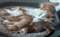Cocker Spaniel dogs for sale: Beautiful cocker spaniel pups  - Image 3