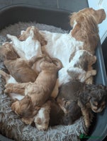 Cocker Spaniel dogs - Advert 13