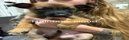 Belgian Shepherd Dog dogs for sale: Belgian Malinois Puppies - Advert 8