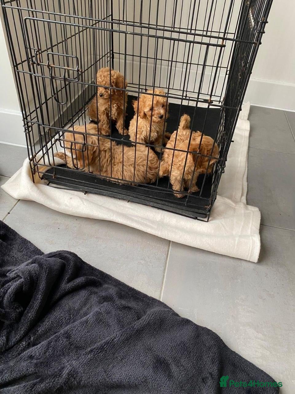 Cavapoo dogs for sale: Cavapoo Puppies for Sale - Advert 2