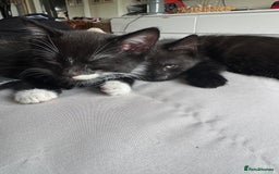 British Shorthair cats for sale: Kitten ready for forever homes  - Image 7