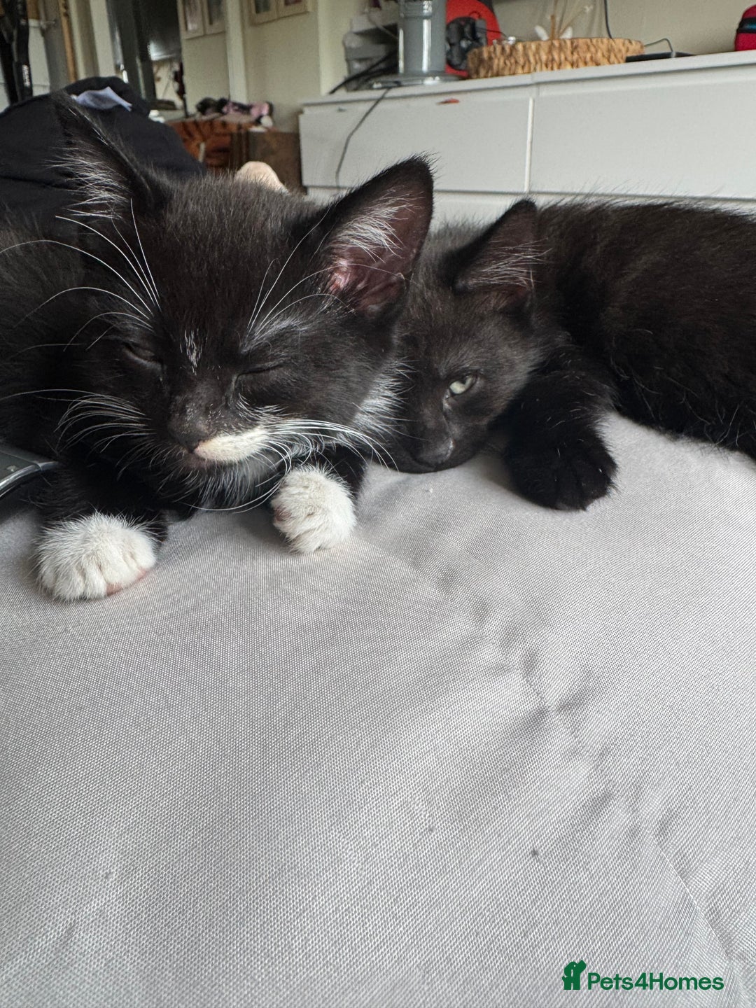 British Shorthair cats for sale: Kitten ready for forever homes  - Image 7