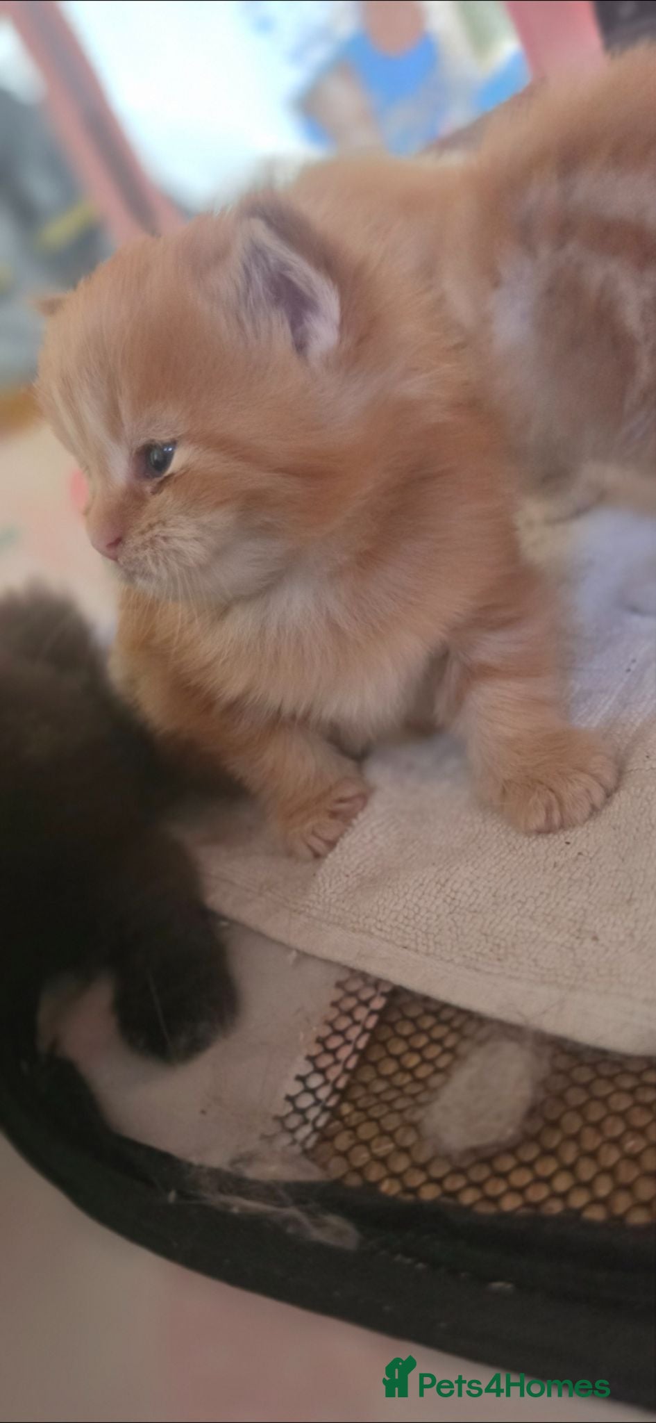 Maine Coon cats 3 Maine Coon Kittens Available  - Advert 6