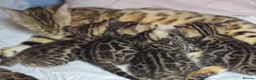 Bengal cats for sale: 😺5 Exceptional Bengal Kittens 😸 male - Advert 7