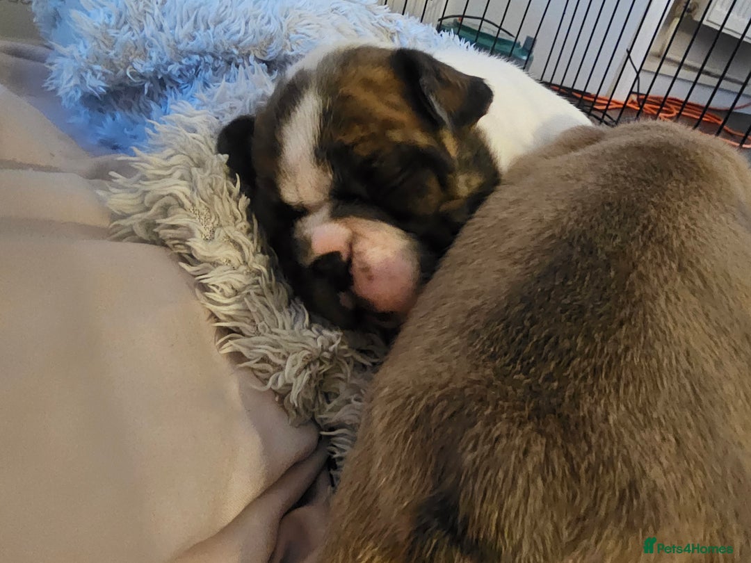 French Bulldog dogs for sale: 3 female french bulldog puppies - Image 2