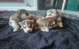 Siberian Husky dogs for sale: Gorgeous Litter of Husky Puppies - Image 5