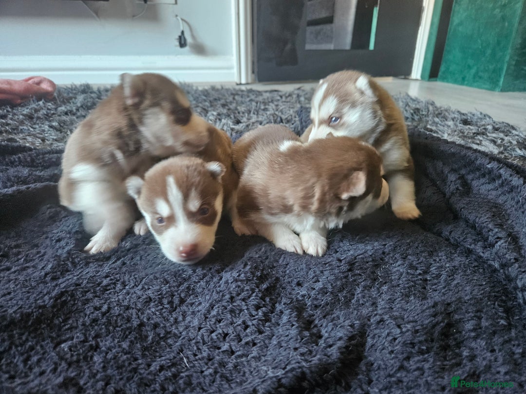 Siberian Husky dogs for sale: Gorgeous Litter of Husky Puppies - Image 5