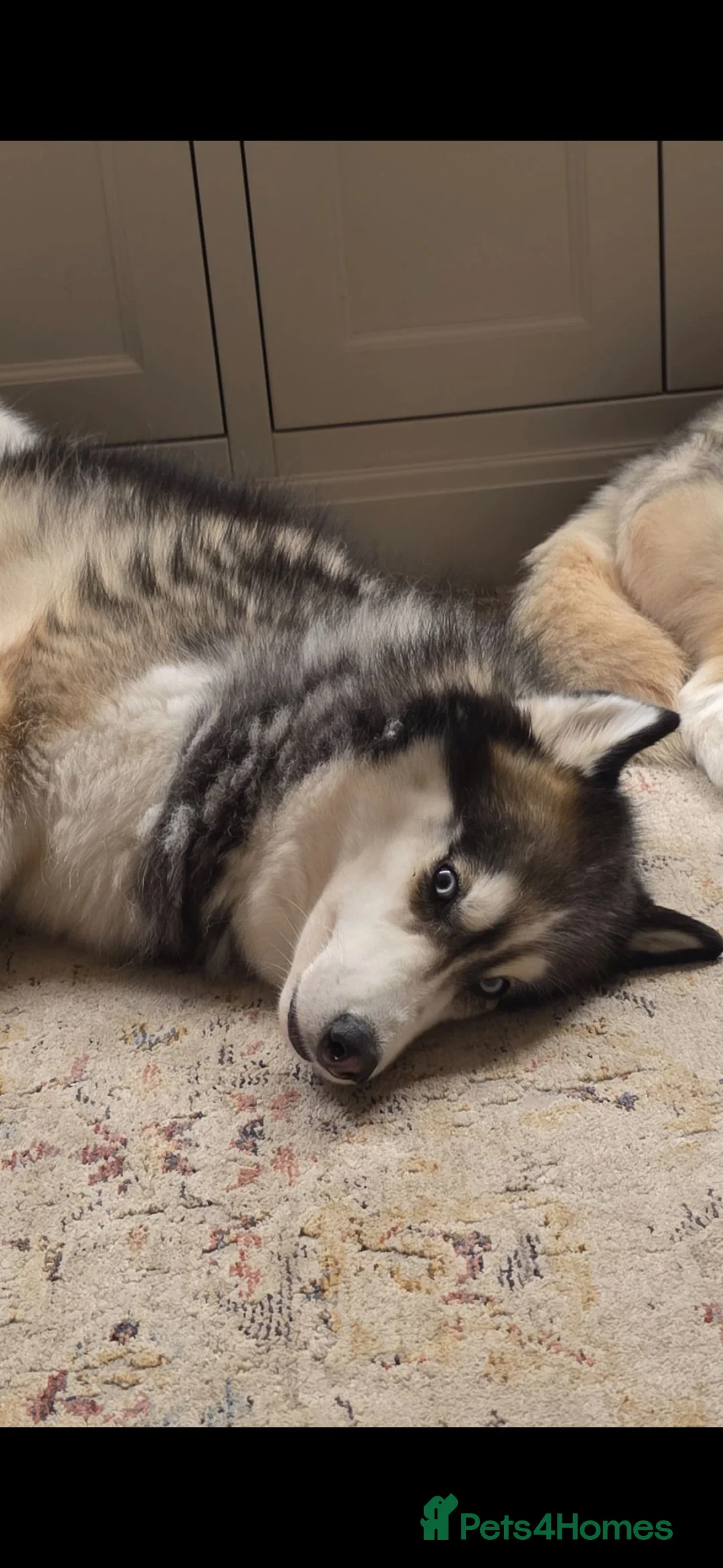 Siberian Husky dogs for sale: 5 year old female husky for rehoming - Advert 3