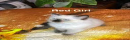 Ragdoll cats for sale: 💖Fabulous Pure Ragdoll Kittens Waiting for Love❤️ - Advert 29